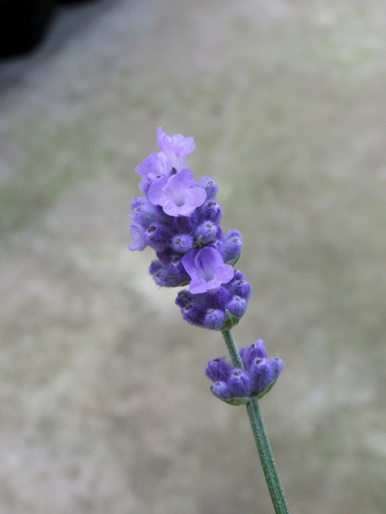 Lavender – The Sammis Greenhouse Herb Reference